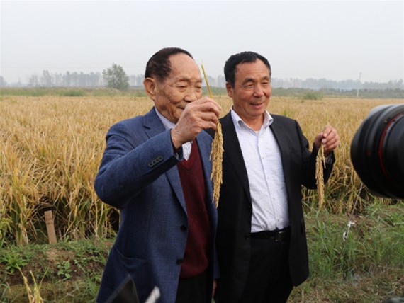河北硅谷肥业有机硅水溶缓释肥助力“超级稻”再创世界纪录！
