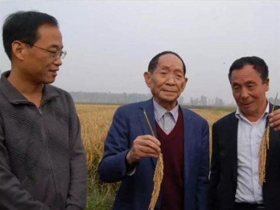 “杂交水稻之父”袁隆平的河北情缘
